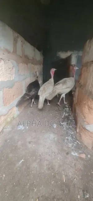 Turkey Available