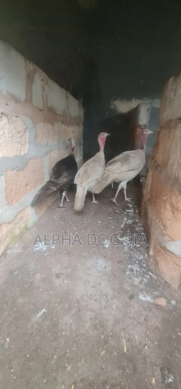 Turkey Available