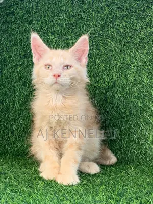 1-3 months Male Purebred Maine Coon