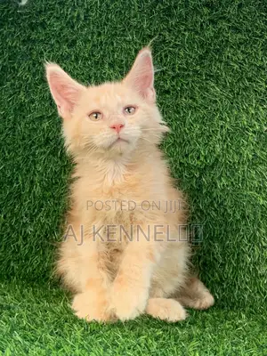 1-3 months Male Purebred Maine Coon