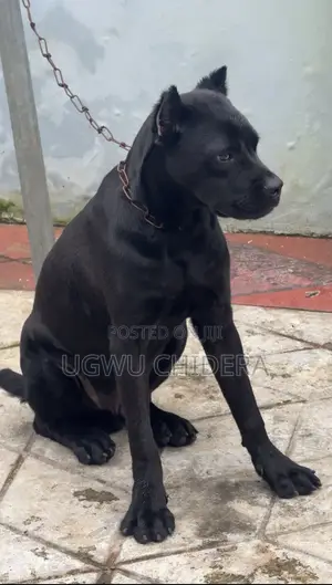 6-12 months Male Purebred Cane Corso