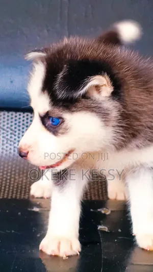 1-3 months Female Purebred Siberian Husky