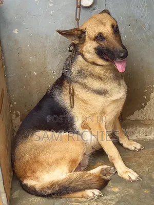1+ year Female Purebred German Shepherd