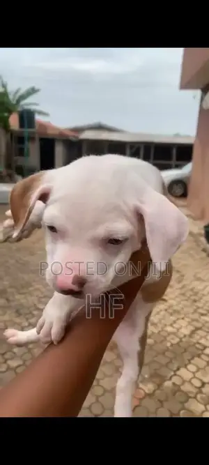 0-1 month Male Purebred American Pit Bull Terrier