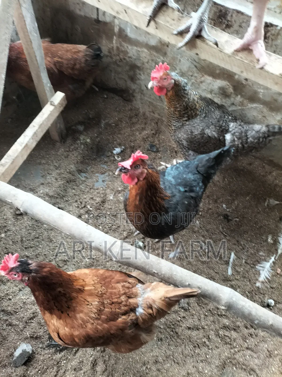 Noiler Chickens: Big and Meaty.