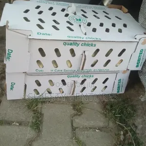 Day Old Broiler