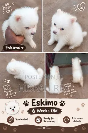 1-3 months Female Purebred American Eskimo
