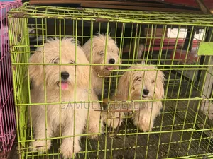 1-3 months Female Purebred Lhasa Apso