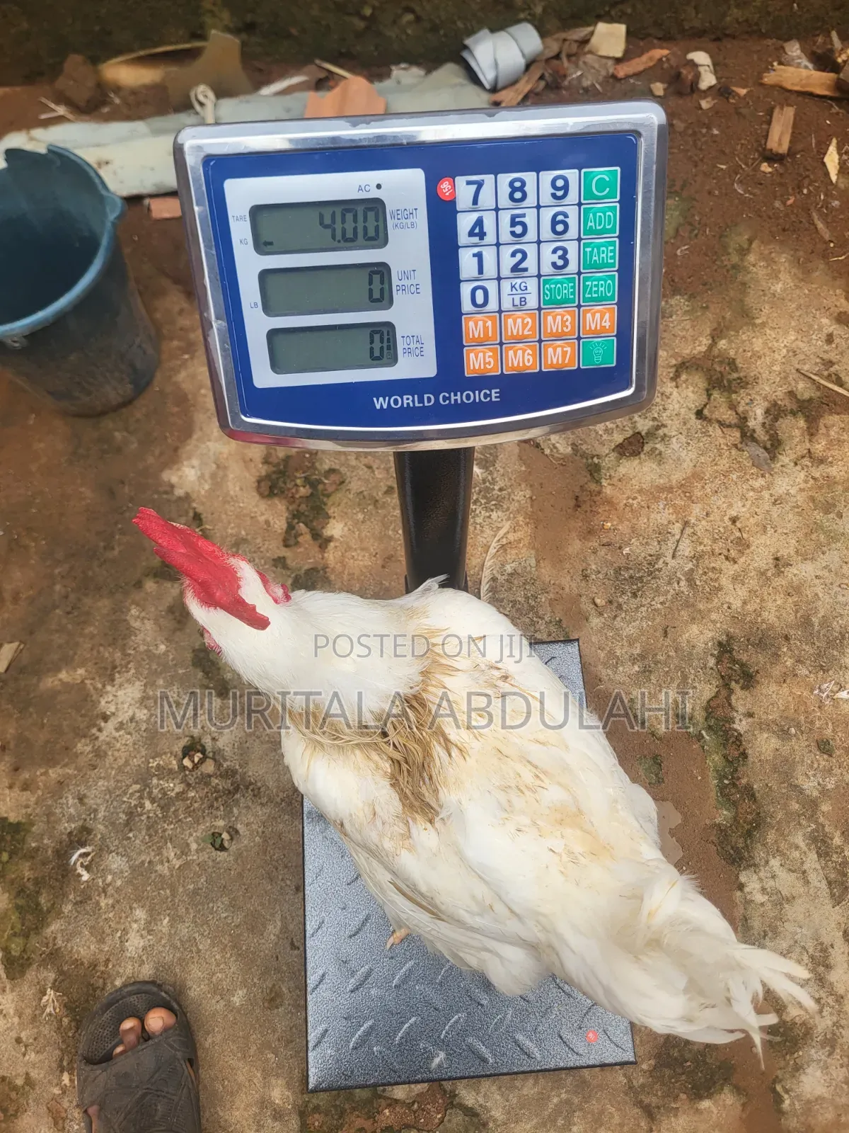 Well Matured Broiler Chicken
