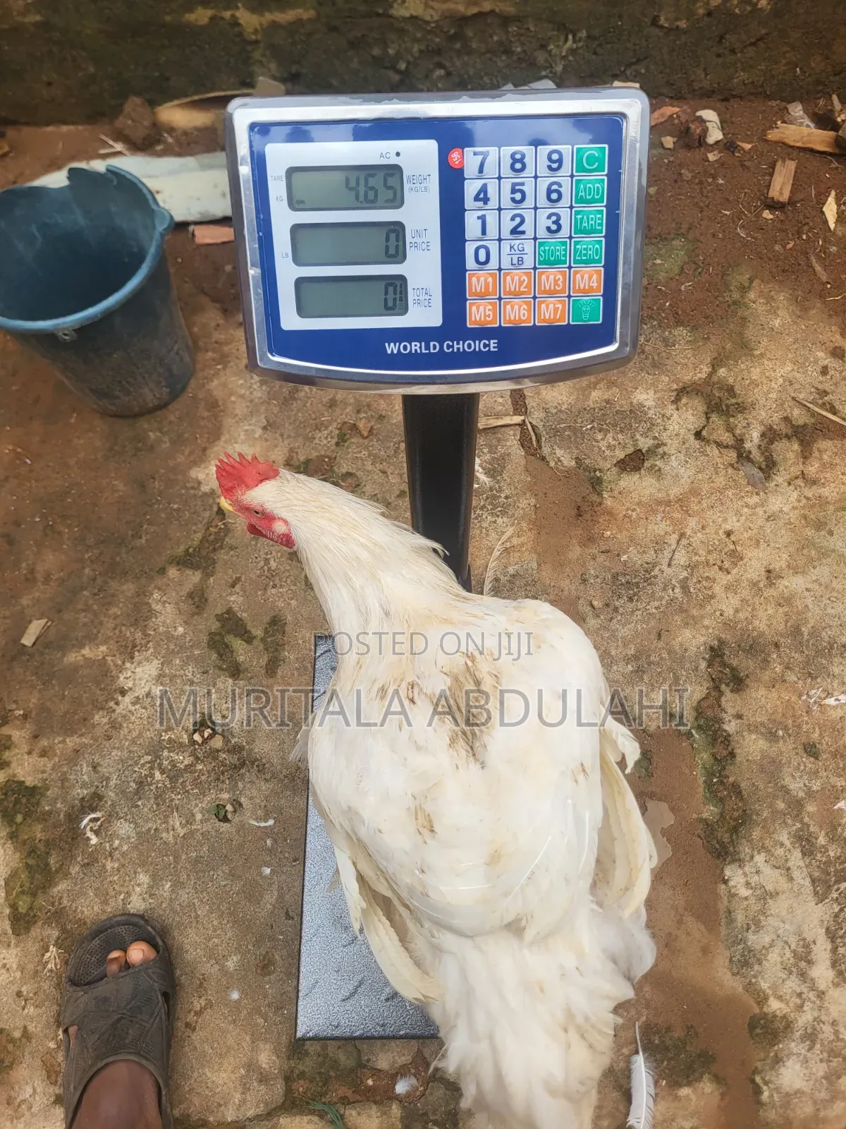 Well Matured Broiler Chicken