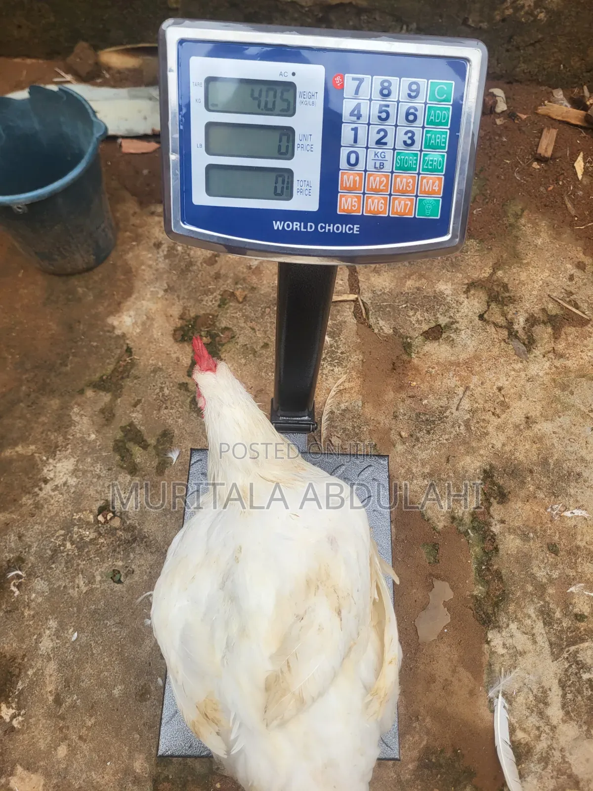 Well Matured Broiler Chicken