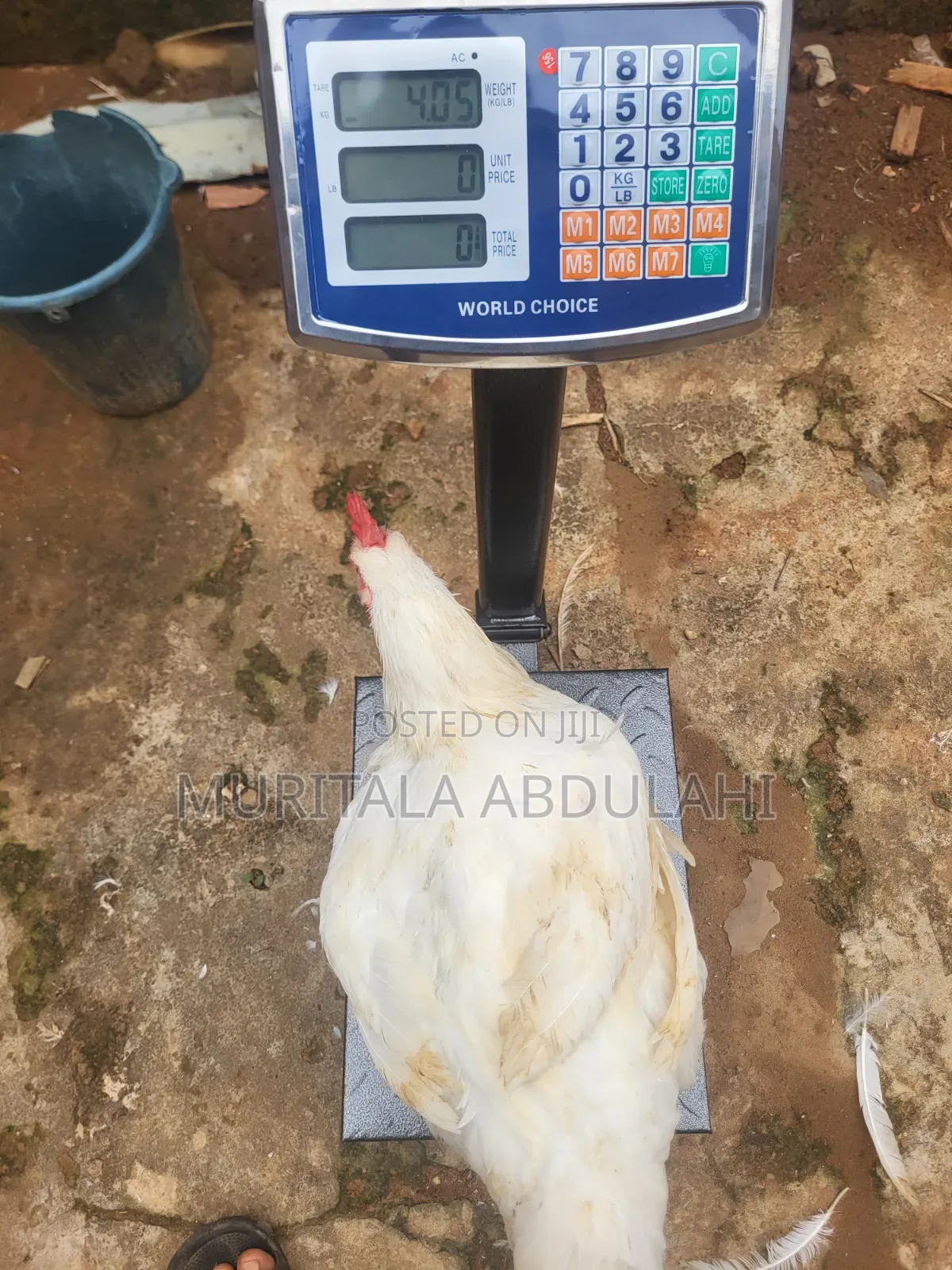 Well Matured Broiler Chicken