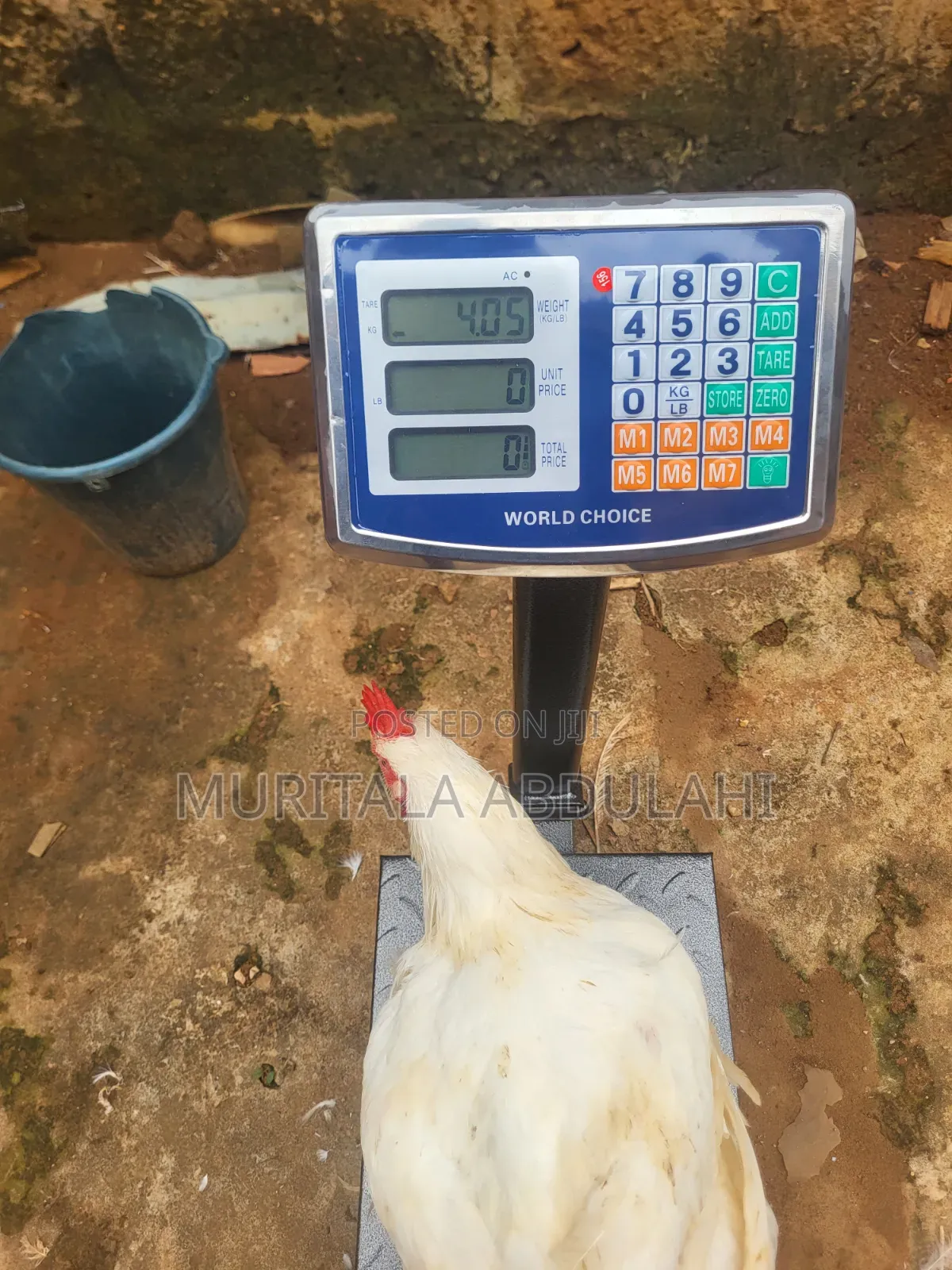 Well Matured Broiler Chicken