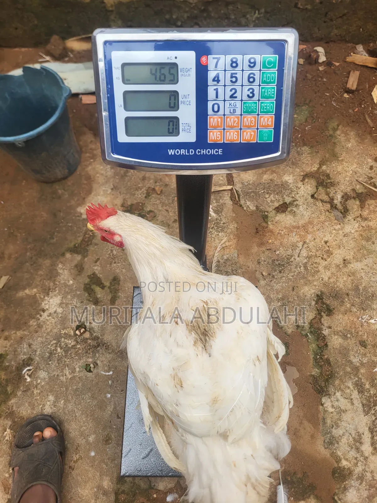 Well Matured Broiler Chicken