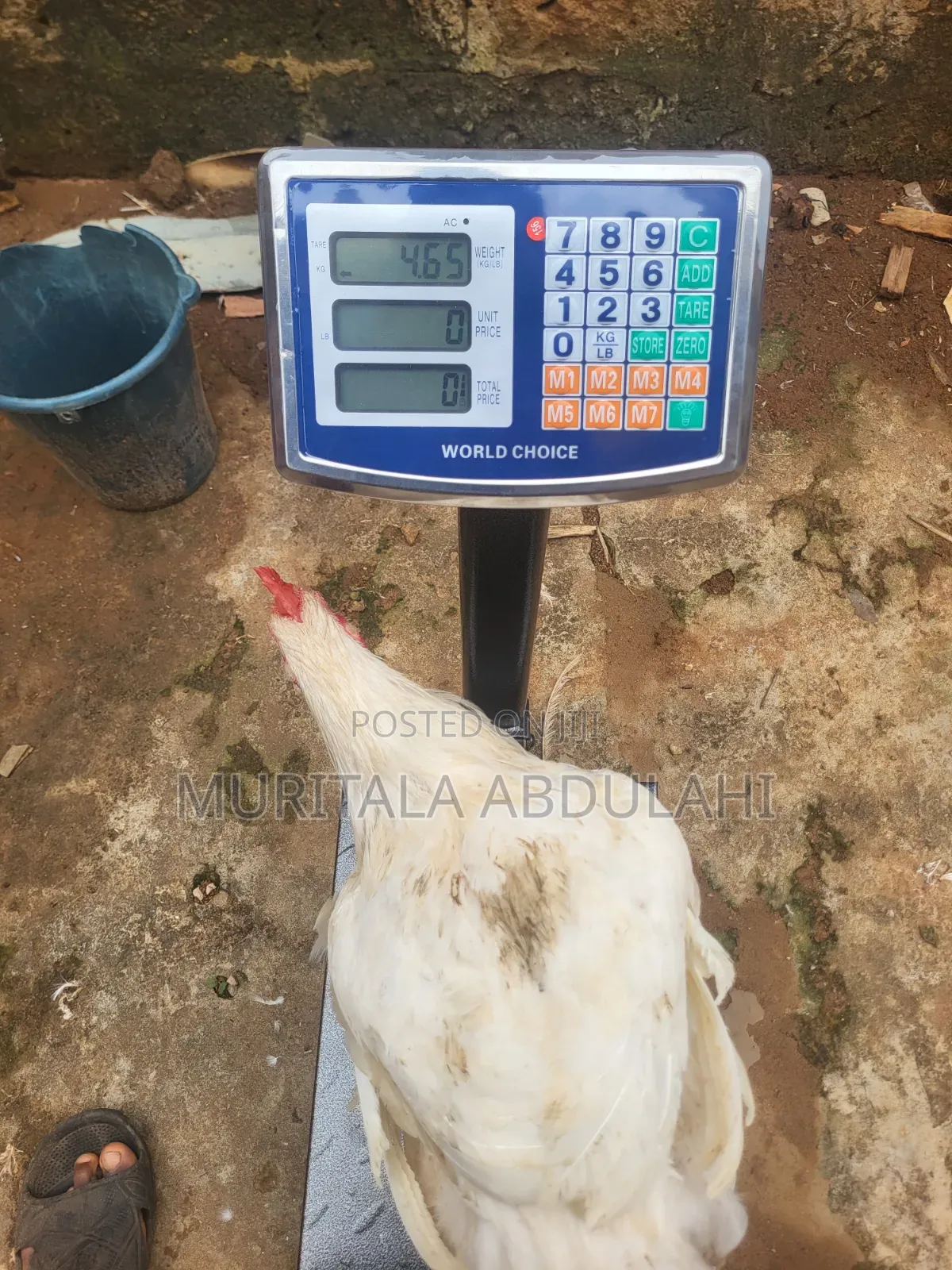 Well Matured Broiler Chicken