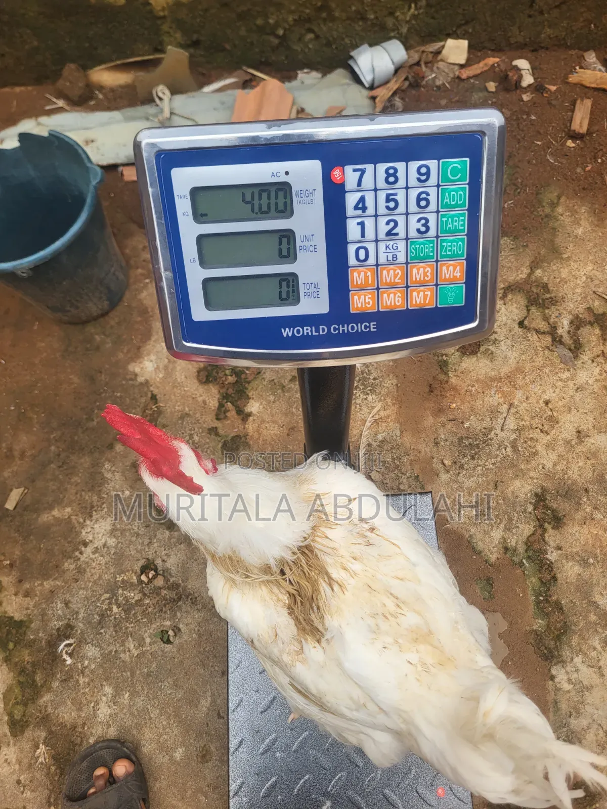 Well Matured Broiler Chicken