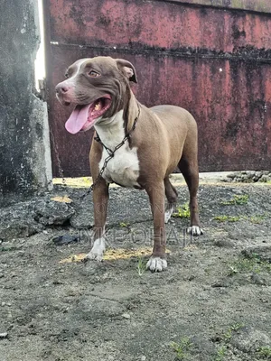 1+ year Female Purebred American Pit Bull Terrier