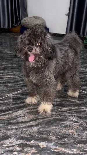 1+ year Female Purebred Lhasa Apso