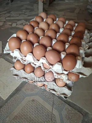 Egg Supply