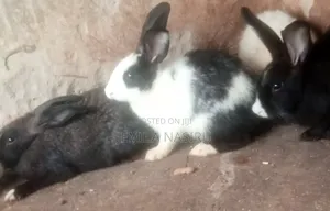 Rabbits for Sale
