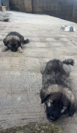 1-3 months Male Purebred Caucasian Shepherd