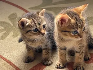 1-3 months Female Purebred Cat
