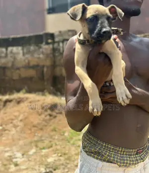 1-3 months Male Purebred Boerboel