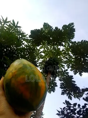 Organic Papaya Pawpaw Fruits Tree Ripened Freshly Picked