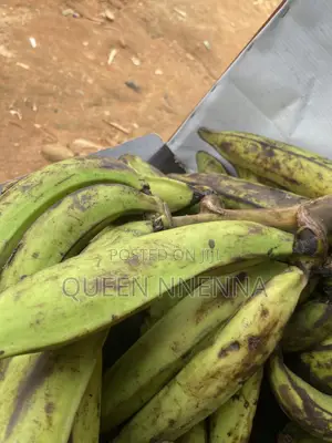 Fresh and Natural Plantain