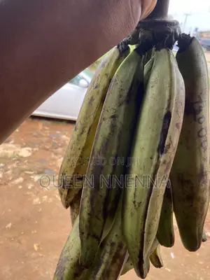 Fresh and Natural Plantain