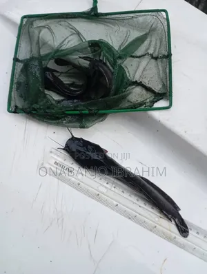Very Healthy Catfish Available for Sale