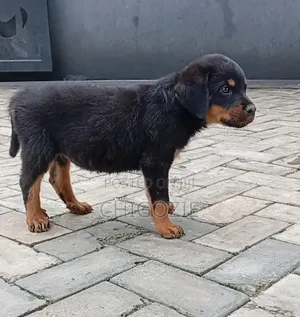 3-6 months Female Purebred Rottweiler