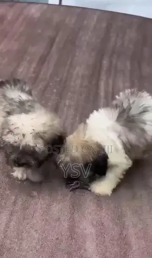 1-3 months Female Purebred Lhasa Apso