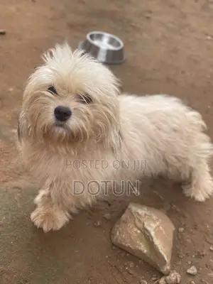 1+ year Male Purebred Lhasa Apso
