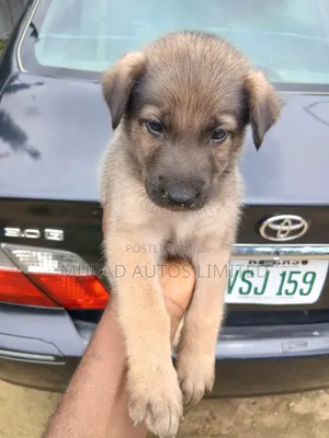1-3 months Male Purebred German Shepherd