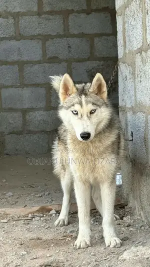 6-12 months Male Purebred Siberian Husky