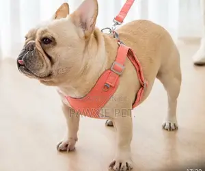 Reflective Chinos Harness Large for Medium Breeds