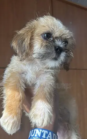 1-3 months Female Purebred Lhasa Apso