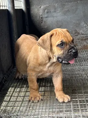 1-3 months Female Purebred Boerboel