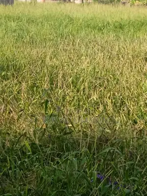 Land and Property