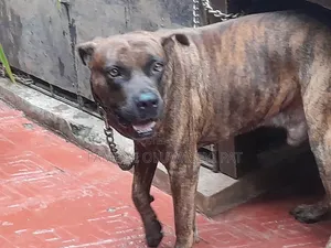 1-3 months Female Purebred Boerboel