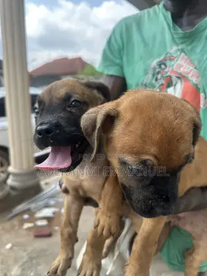 1-3 months Female Purebred Boerboel