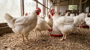 Giant / Heavyweight Broilers 4-Month Farm-Raised Chickens