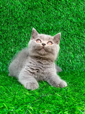Meow Kitty Paws Cat Sitting, Boarding and Selling Services.