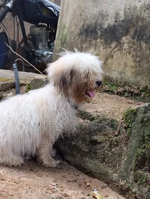 3-6 months Male Purebred Lhasa Apso