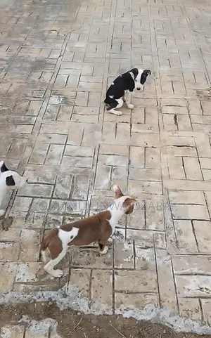 3-6 months Female Purebred American Pit Bull Terrier