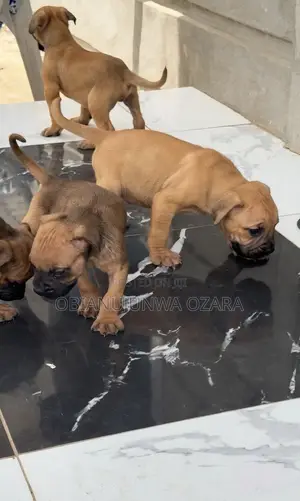 1-3 months Female Purebred Boerboel