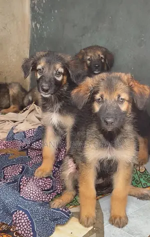 1-3 months Female Purebred German Shepherd