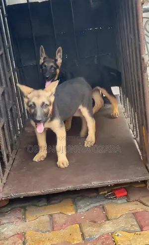 3-6 months Female Purebred German Shepherd