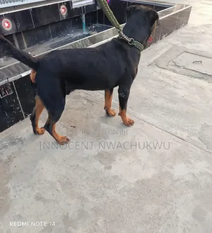 1+ year Male Purebred Rottweiler